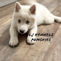 Buttercup - White female Pomsky puppy in Centerville, Iowa from LJ Kennels Pomskies, LLC