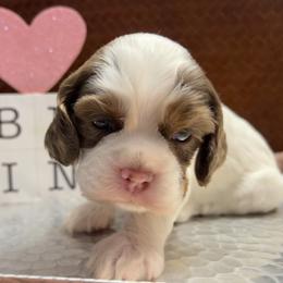 Magnolia - Brown white and tan female Cocker Spaniel puppy in Camp Douglas, Wisconsin from Bluff Country Cockers