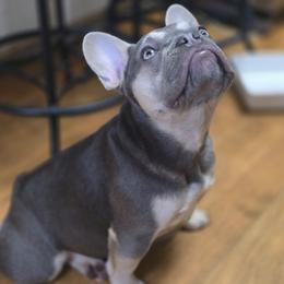 Bourbon blues - French Bulldog