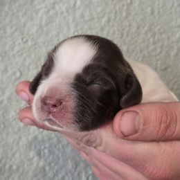 Poki - Liver white and roan male English Springer Spaniel puppy in Florida from Thunderbird Springers
