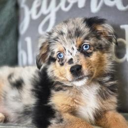 Razzels - Blue merle male Miniature Australian Shepherd puppy in Killen, Alabama from Wilkers Wholehearted Mini Aussies