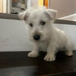 Chase - Wheaten male Scottish Terrier puppy in Chattanooga, Tennessee from Oodles of Cuties!