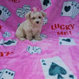 Birdie - Cream female Maltipoo puppy in Lancaster, Kentucky from Dream Paws Puppies, LLC