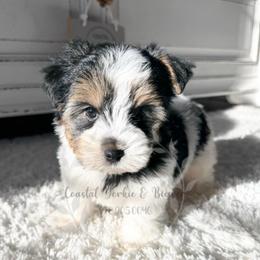 Boy 1 - Black tan and white male Biewer Terrier puppy in North Chelmsford, Massachusetts from Coastal Yorkshire Terrier Yorkies & Biewer Terriers