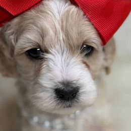 Cavapoos and Goldendoodles from Silver Hill Farm