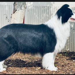 Border Collies from Coylety Kennel