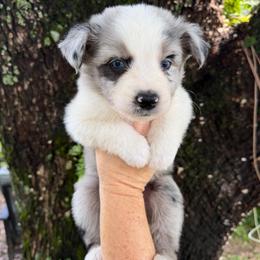Boy 1 - Blue merle male Australian Shepherd puppy in Lakeland, Florida from Infinite Aussies
