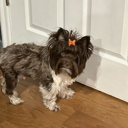 Hennessy - Yorkshire Terrier