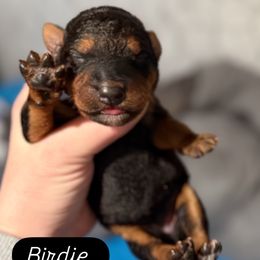 Birdie (Navy) - Black and tan female Airedale Terrier puppy in Akron, Ohio from Green Family Companion Kennel, LLC