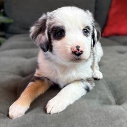 Robbie (AKC and ASDR) - Blue merle male Miniature American Shepherd puppy in Stockton, Missouri from Kizmit Farmz