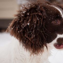English Springer Spaniel All Grown Up from PrairieRose Gundogs