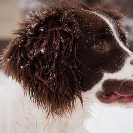 English Springer Spaniel All Grown Up from PrairieRose Gundogs