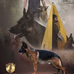 Psycho - German Shepherd