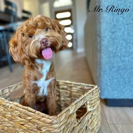 Mr Ringo - Goldendoodle