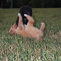 Saint Berdoodle Puppies from Highland Ridge Doodles