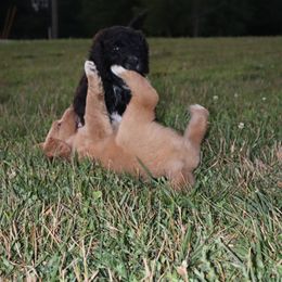 Saint Berdoodle Puppies from Highland Ridge Doodles