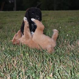 Saint Berdoodle Puppies from Highland Ridge Doodles