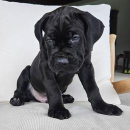 Boy 1 - Black male Cane Corso puppy in Jacksonville, North Carolina from Coliseum de Cassiope
