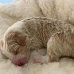 Roy - Blue merle male Aussiedoodle puppy in Orange Cove, California from Sand Creek Ranch Aussiedoodles