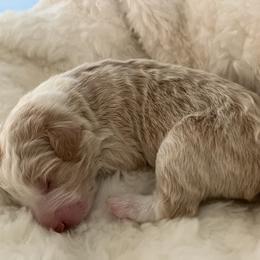 Roy - Blue merle male Aussiedoodle puppy in Orange Cove, California from Sand Creek Ranch Aussiedoodles