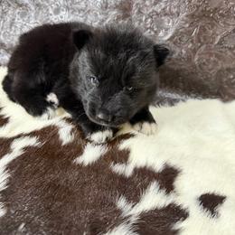 Cobra - Black female Siberian Husky puppy in Folsom, Louisiana from Geaux Fluffy