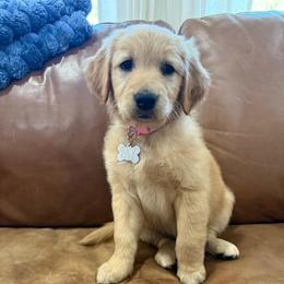 Pearl-Light Pink - Golden female Golden Retriever puppy in Cedar City, Utah from RuTess Goldens