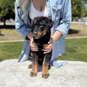 Dark Blue Collar - Boy - Black and tan male Beauceron puppy in Bakersfield, California from Von Zirbes Hundehutte