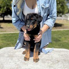Dark Blue Collar - Boy - Black and tan male Beauceron puppy in Bakersfield, California from Von Zirbes Hundehutte