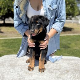 Dark Blue Collar - Boy - Black and tan male Beauceron puppy in Bakersfield, California from Von Zirbes Hundehutte