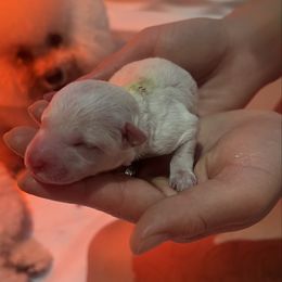 Green boy - White male Bichon Frise puppy in Lake Elsinore, California from Amber's Bichon Frise and Poodles