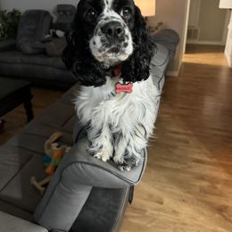 Cocker Spaniel Puppies from K&M crocker Spaniels
