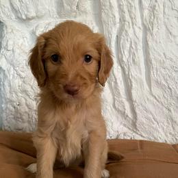 Blonde female (Coral) - Cream female Goldendoodle puppy in Daphne, Alabama from Daphne Doodles