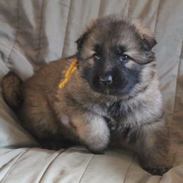 Harley's Gold Girl - Sable female German Shepherd puppy in Lake George, Colorado from High Country German Shepherds