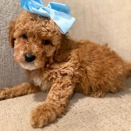 Elsa teal - Red  female Goldendoodle puppy in Shingle Springs, California from Creamy Retrievers