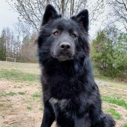 Rooki - Siberian Husky