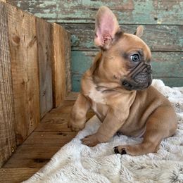 French Bulldog Puppies from Southern Dreams Farm, LLC