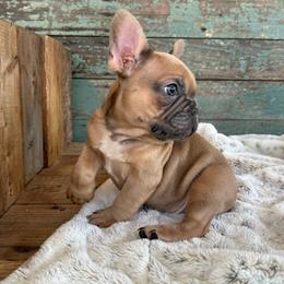 French Bulldog Puppies from Southern Dreams Farm, LLC