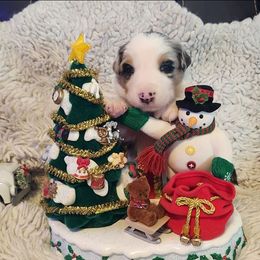 Aspen - Blue merle male Border Collie puppy in Morgan, Texas from Shooting Star Ranch