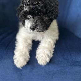 Cavapoo Puppies from The Cuddle Cavapoo Co.