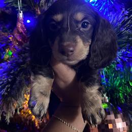 Dachshund Puppies from L & J Kennel