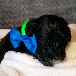 Aussiedoodle Puppies from Valley Doodles