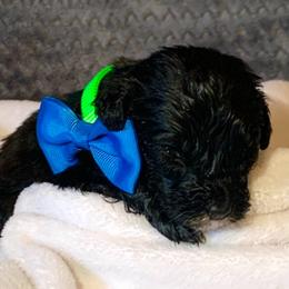 Aussiedoodle Puppies from Valley Doodles