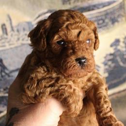 Hank - Red  male Poodle puppy in Pottersville, Missouri from Christina Miller's Poodles