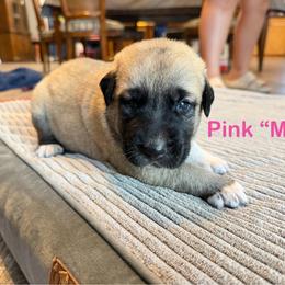 Girl 3 - Fawn female Anatolian Shepherd Dog puppy in Avon Park, Florida from Sandy Pines Homestead