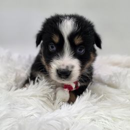 Onyx - Black tri-color male Australian Shepherd puppy in Annville, Pennsylvania from Creekside Aussies LLC