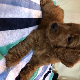 Goldendoodle Puppies from Idyllic Doodles