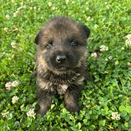 Kuta - Sable male German Shepherd puppy in Milan, Illinois from Stonewick German Shepherds