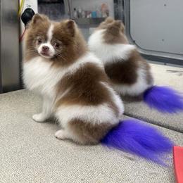 Pomeranian puppies from Ray of Poms