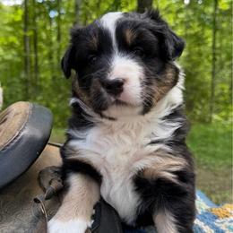 Tempo - Black tri-color male Australian Shepherd puppy in Tuftonboro, New Hampshire from Aussies Edge Farm
