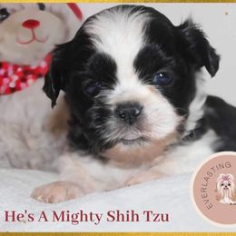 Boy 2 (Levi) - Black and white Shih Tzu puppy in Ft Mc Coy, Florida from Everlasting Shih Tzu